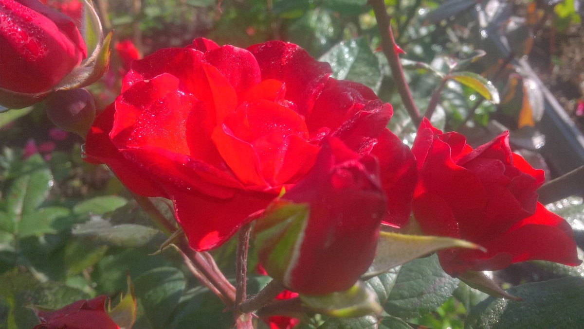 Вечные цветы 