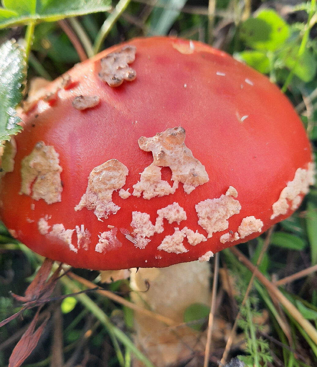 Мухомор. Красивый, но...