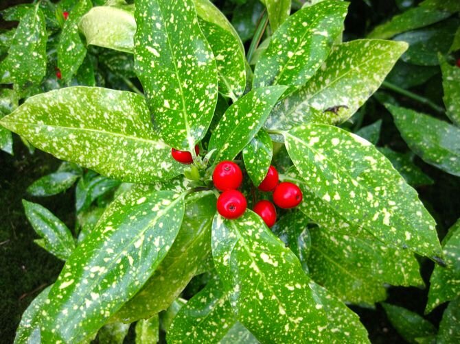 Аукуба японская