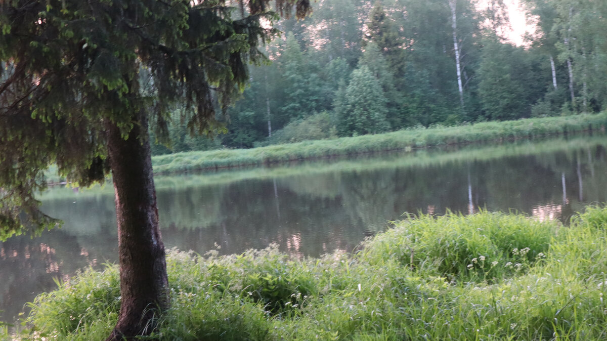 Любимый пруд у дома. Оказывается в нем есть карп....