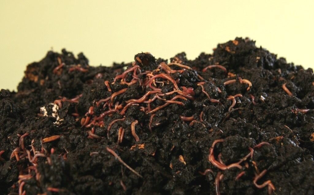 Фото взято с botanichka.ru биогумус