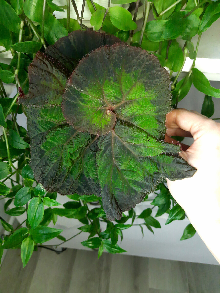 Ка-лесная нимфа