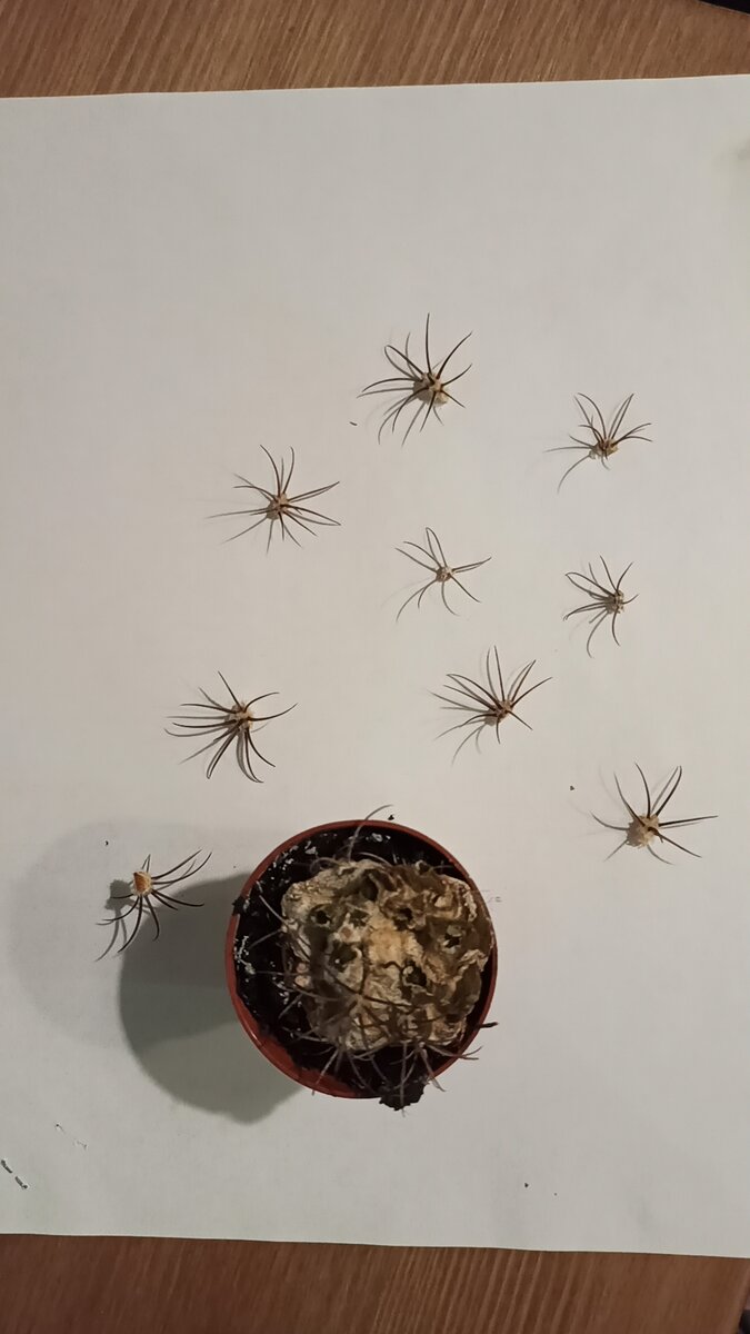  Маленькие паучки собрались вместе, чтобы спеть песню во славу солнца и жизни. Отблагодарить своего родителя за возможность побывать в нашем мире. 