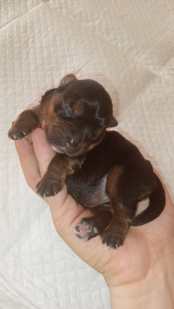 Щенок йоркширского терьера