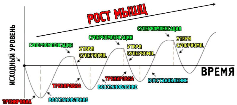 Сколько нужно времени для восстановления мышц. Фазы восстановления суперкомпенсация. Суперкомпенсация в спорте. Фаза суперкомпенсации в спорте. Суперкомпенсация мышц