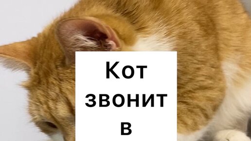 Позвонить кот