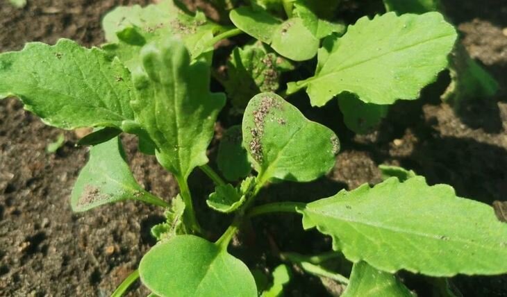    Посадка редиса осенью по методу 100 процентов беспроблемности