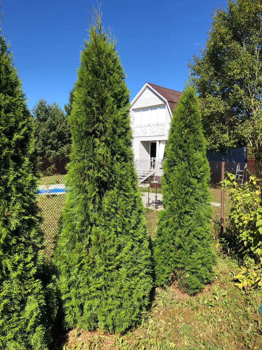 Туя Смарагд возраст 12 лет рост 240см