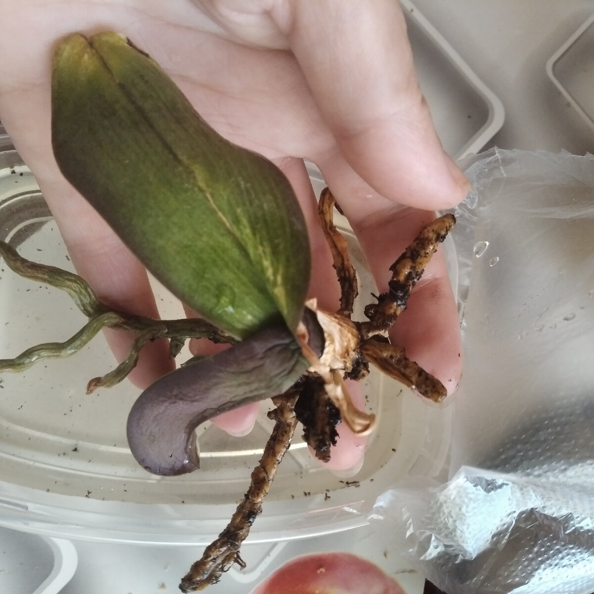 один корень все же живой