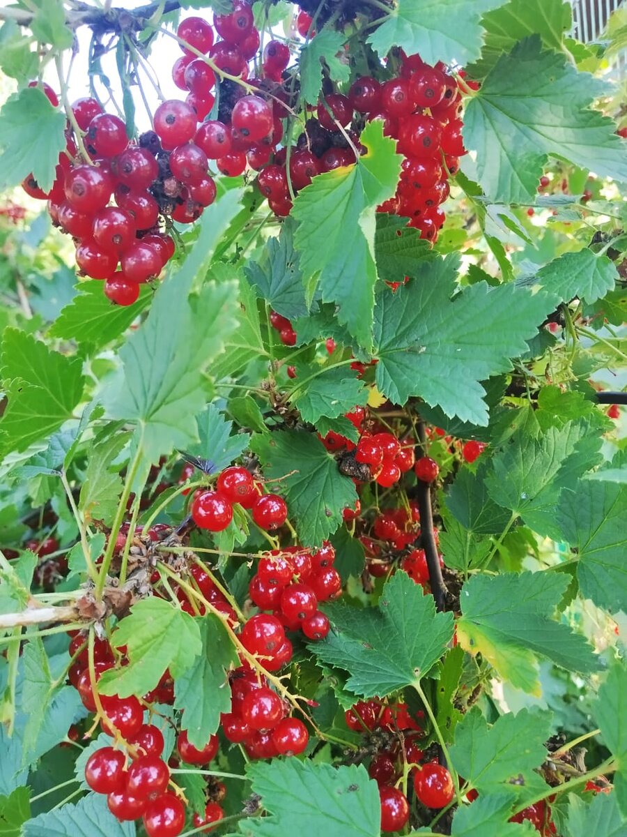 красная смородина