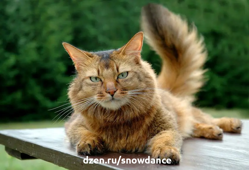 Adoption центр для кошек «муркоша». Кошка царапает. Самая активная кошка. Активная кошка. Шелковый бенгал.
