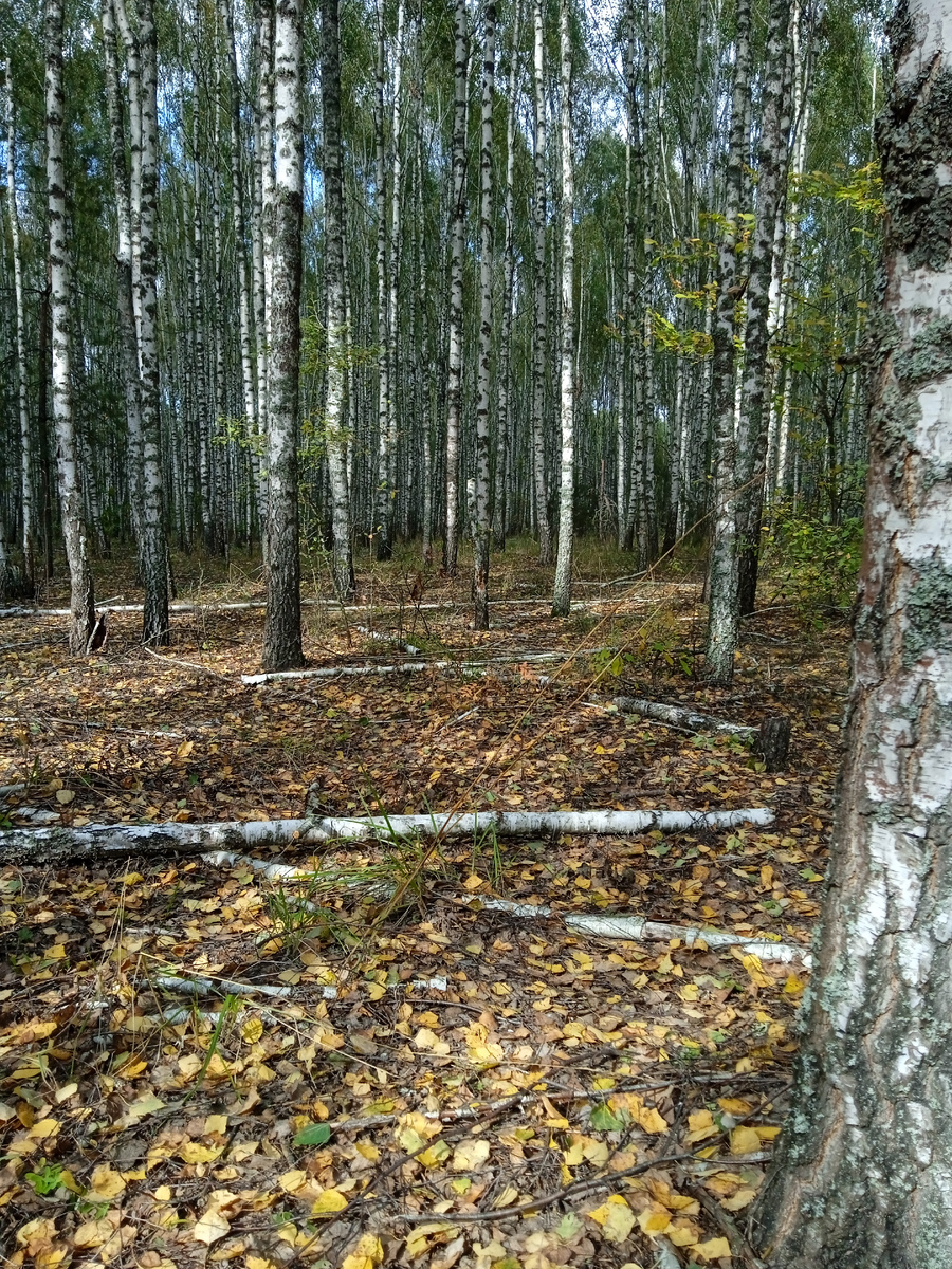 Берёзовый лесок 