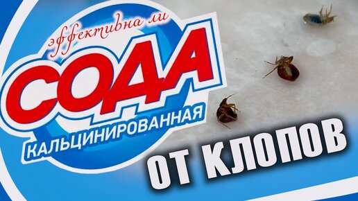 Кальцинированная СОДА против клопов ДА или НЕТ