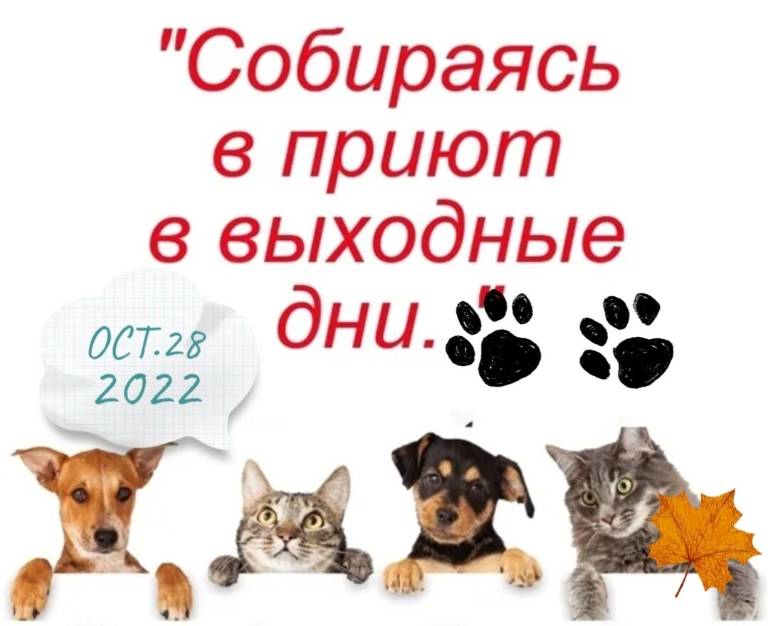 Приют верность смоленск дзен. Приют верность. Нужды приюта. Приют верность Смоленск. Приют для животных.