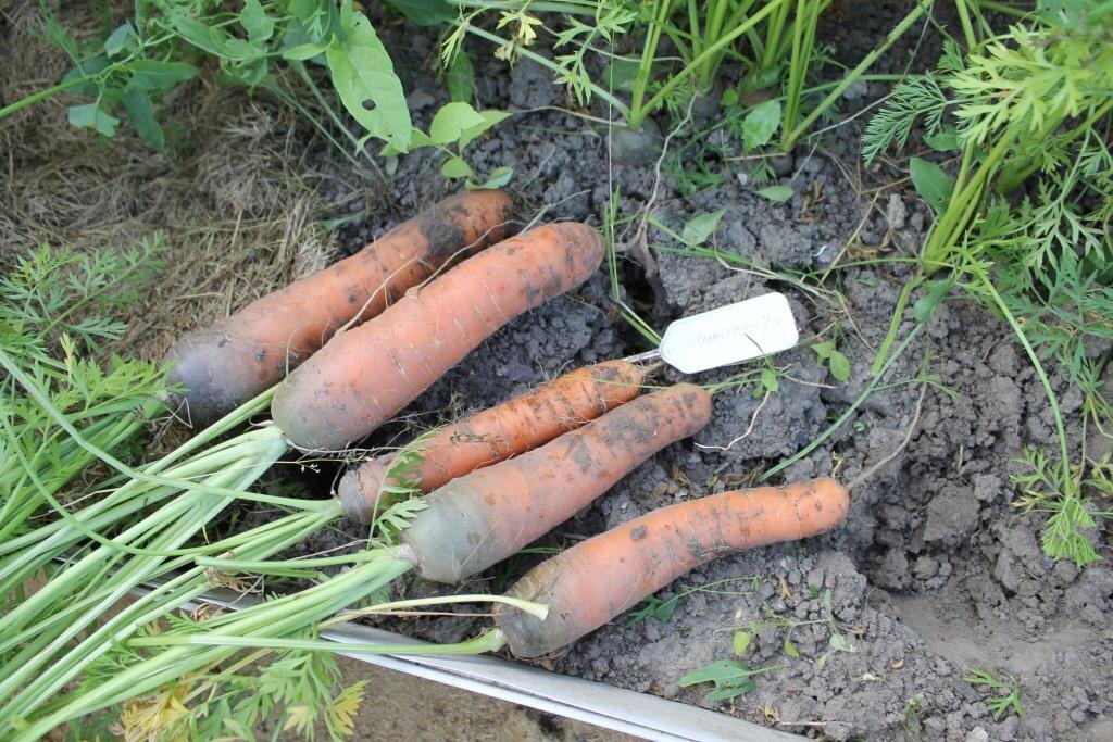 Масса выращенной моркови в 3 раза. Кроты едят морковку. Крот ест морковь. Кривая морковь. Морковка выращенная на Урале.