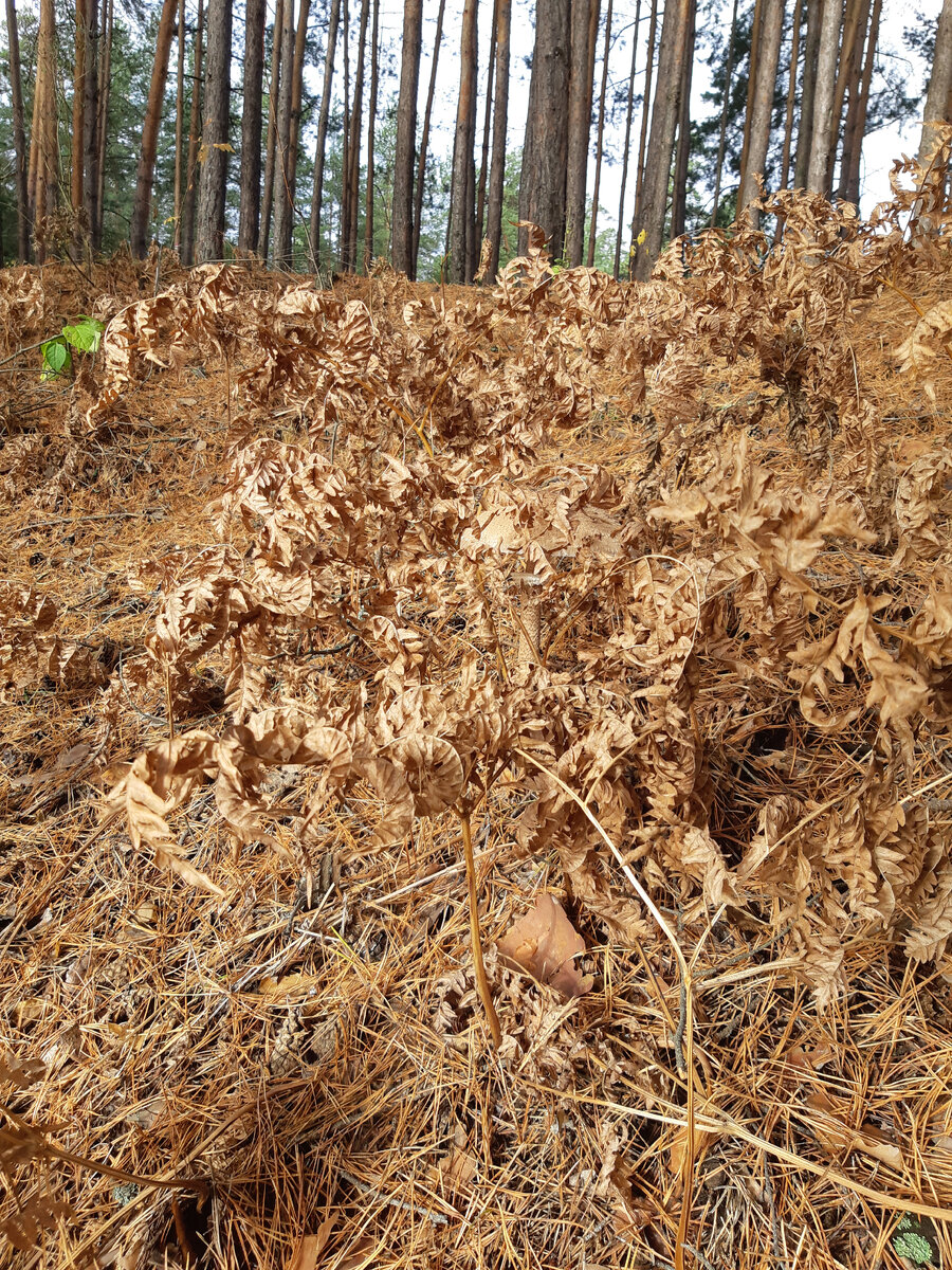 Кто видит гриб? Он здесь есть!