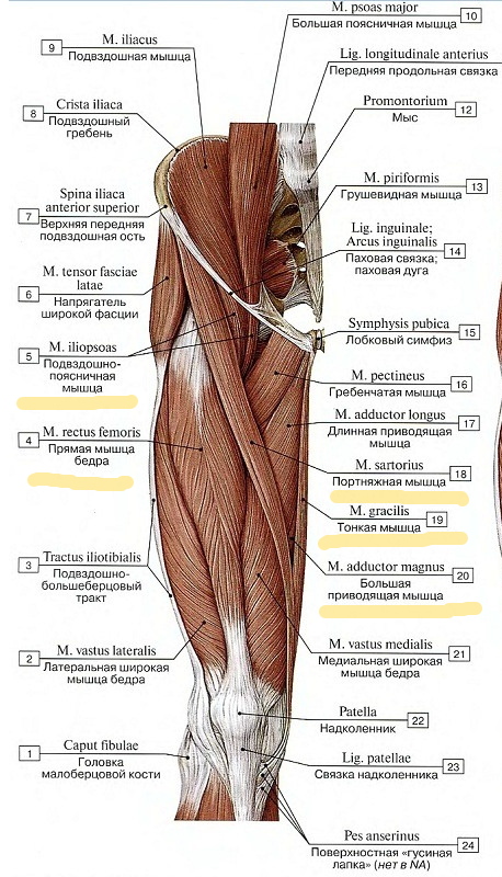 Мышцы сгибатели бедра