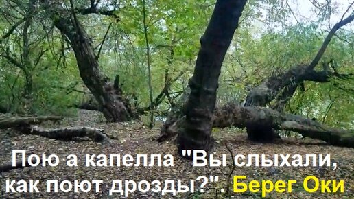 Текст вечером вокруг моей стоянки. Вы слыхали как поют Дрозды.