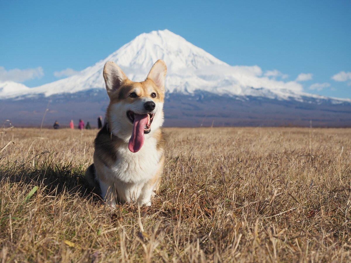 На Камчатке прошёл забег "Беги, корги, беги!". Фото: Елена Поддубная, ИА KamchatkaMedia 