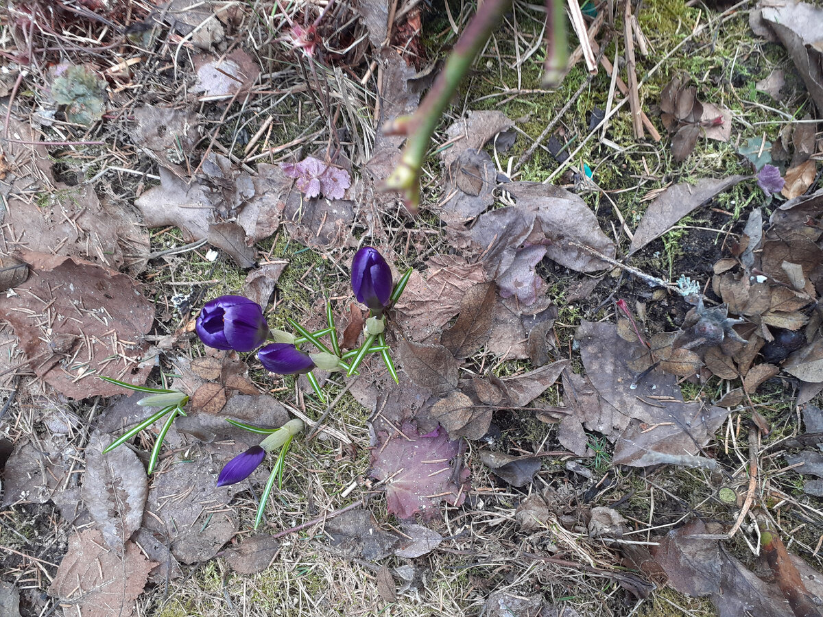 Первые крокусы в моем саду этой весной