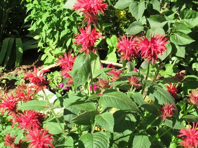 Монарда Манарда (31 фото)