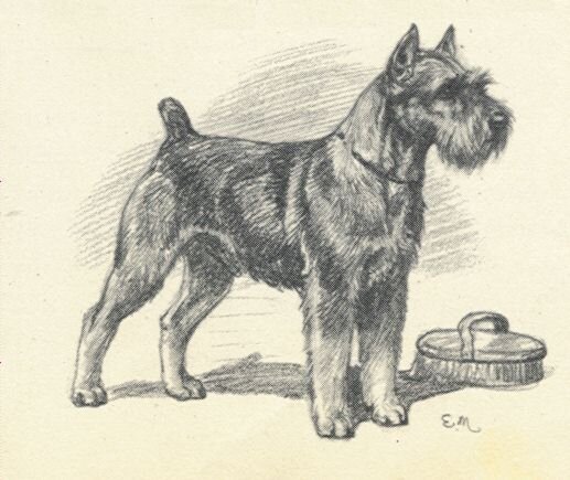 Представитель первых шнауцеров