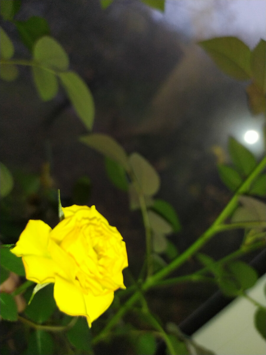 Жёлтая роза.