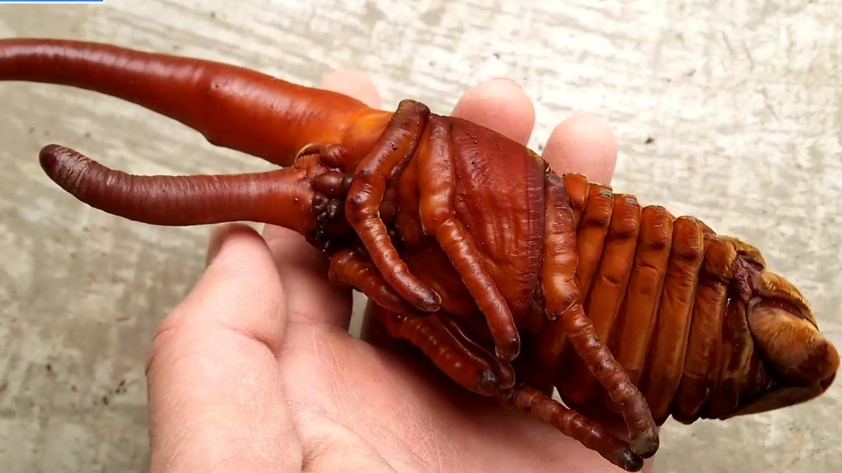 Dynaste d'Hercule, un des plus grands insectes volants au monde - YouTube