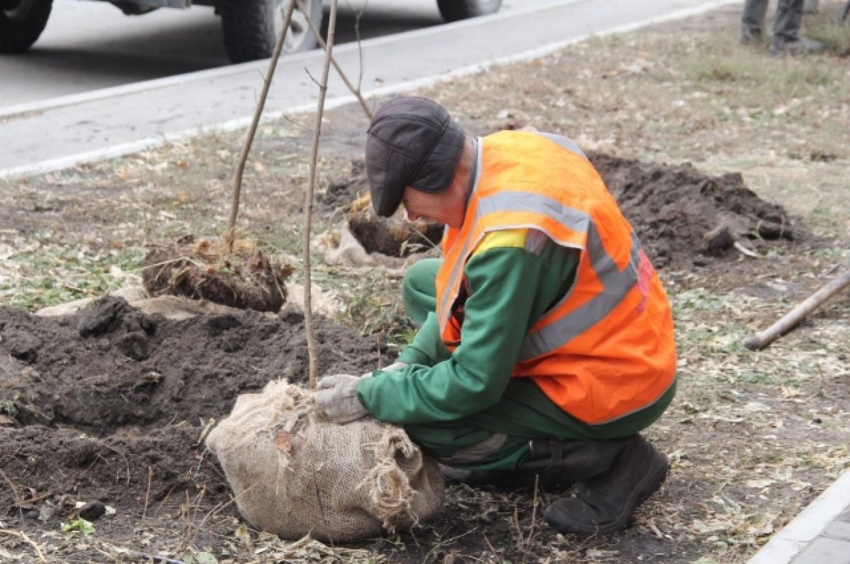    В Омске высадили 40 клёнов на месте сноса аварийных тополей