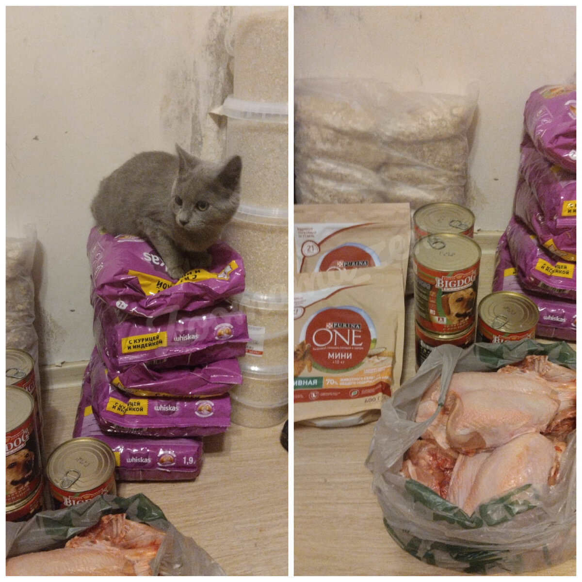 Этот чудный бриташечка тоже подопечный Галины Ивановны и он ищет "маму"