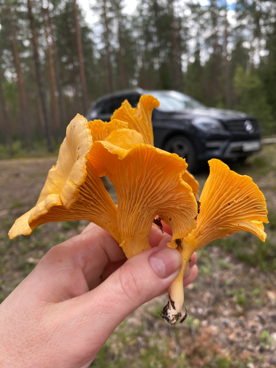 фото гриба лисичка настоящая