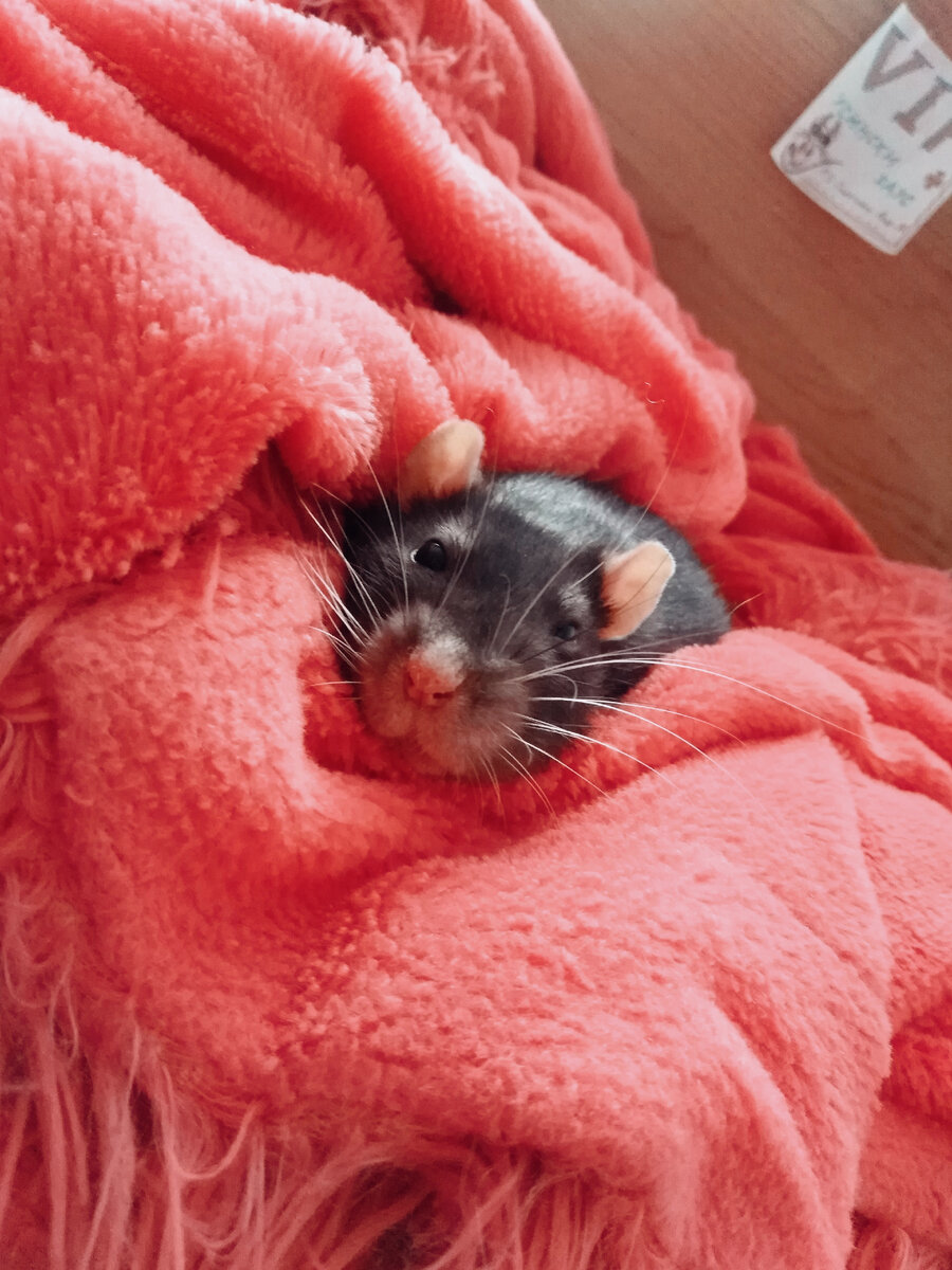 Фото авторки. Усик  I Великолепный 