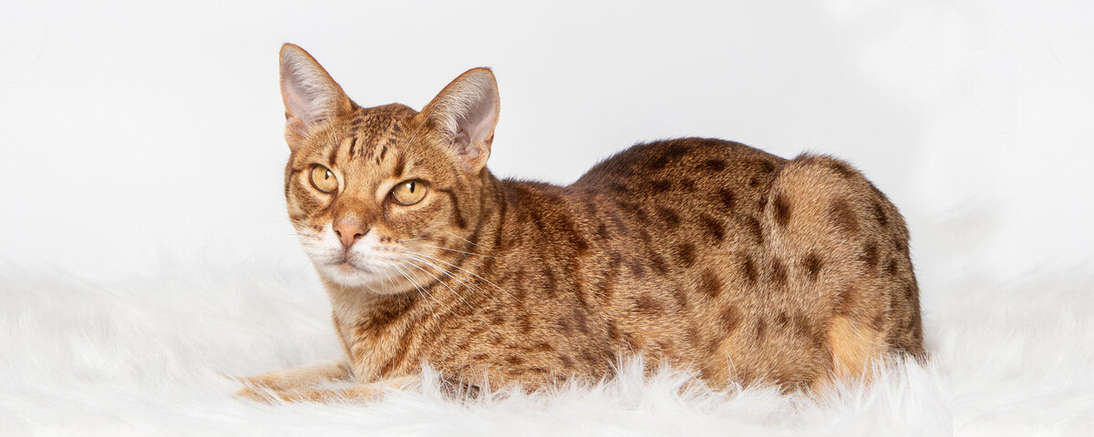  Оцикет - редкая порода кошек, отличительной особенностью которой является пятнистый окрас.