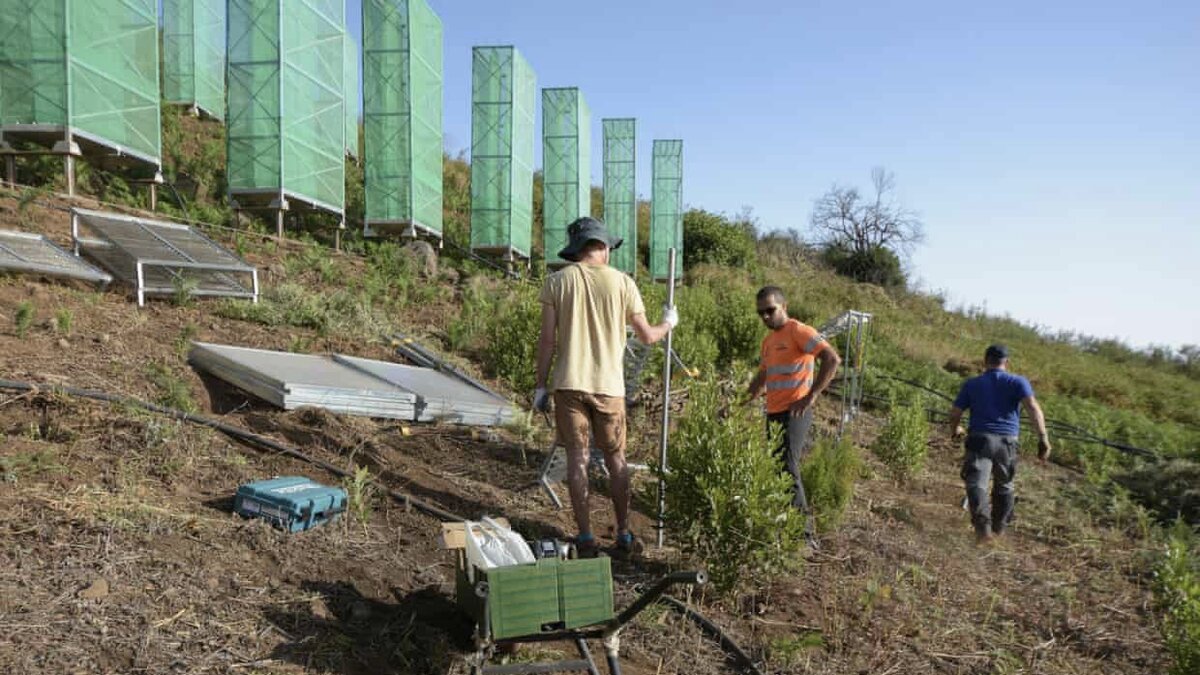 Сборщики тумана на склоне холма в Гран-Канарии (Канарские острова)