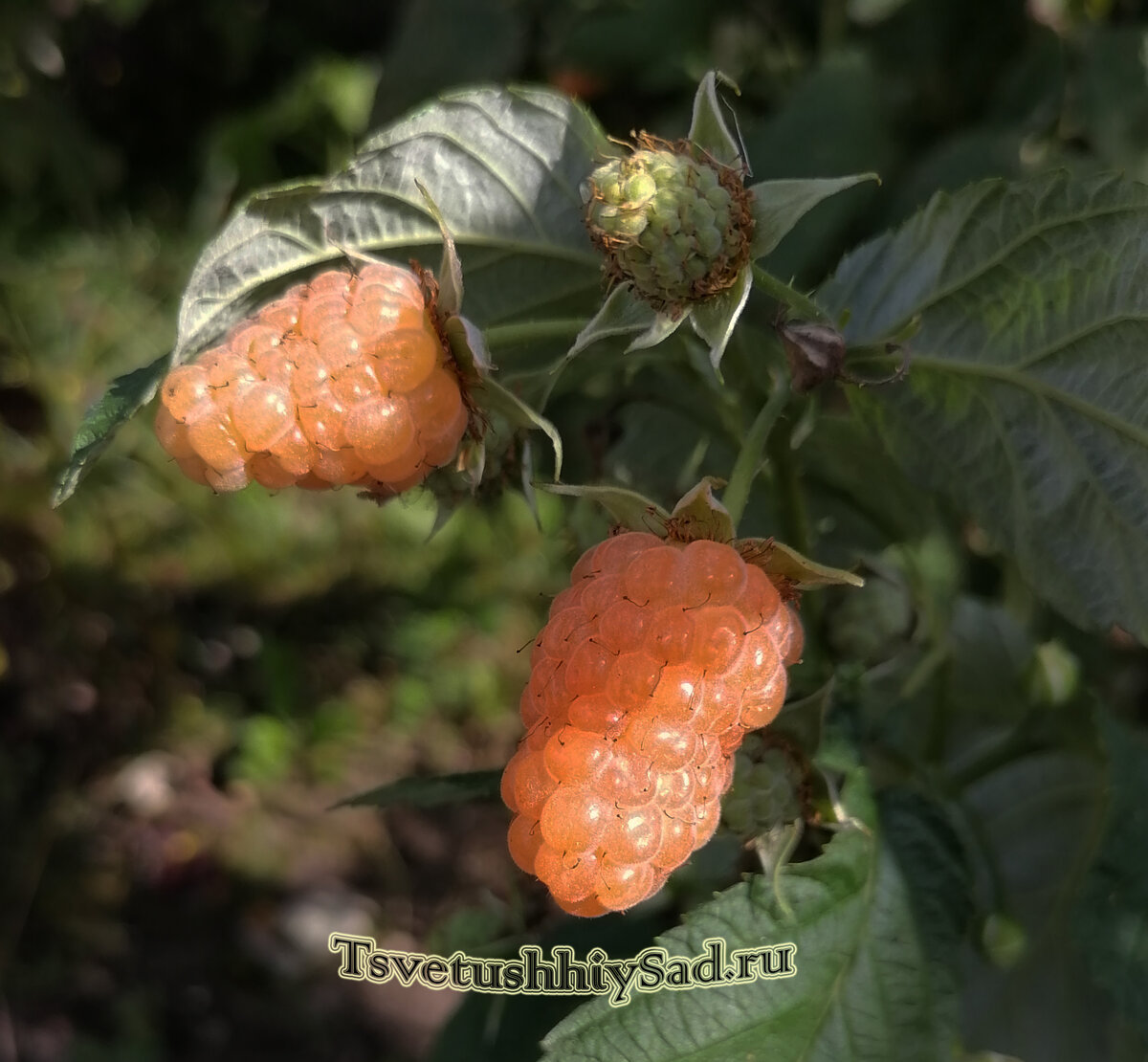 Малина ремонтантная Оранжевое чудо