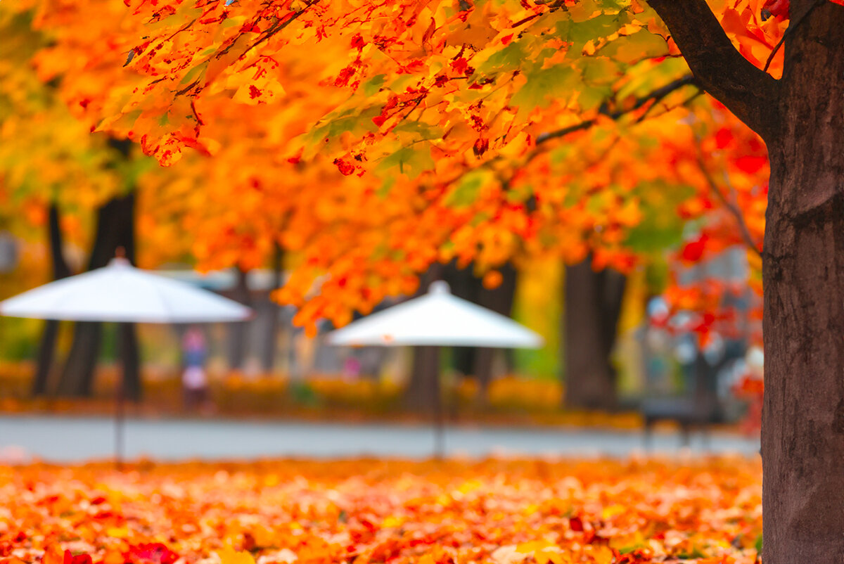 Осень – это пора, когда природа преображается, окрашиваясь в яркие краски и окутывая все вокруг уютной атмосферой.-4