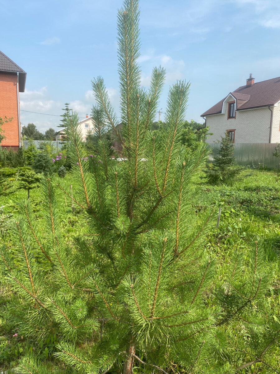 Сосна скрученная широколистная (Pinus contorta var. latifolia) в моем саду