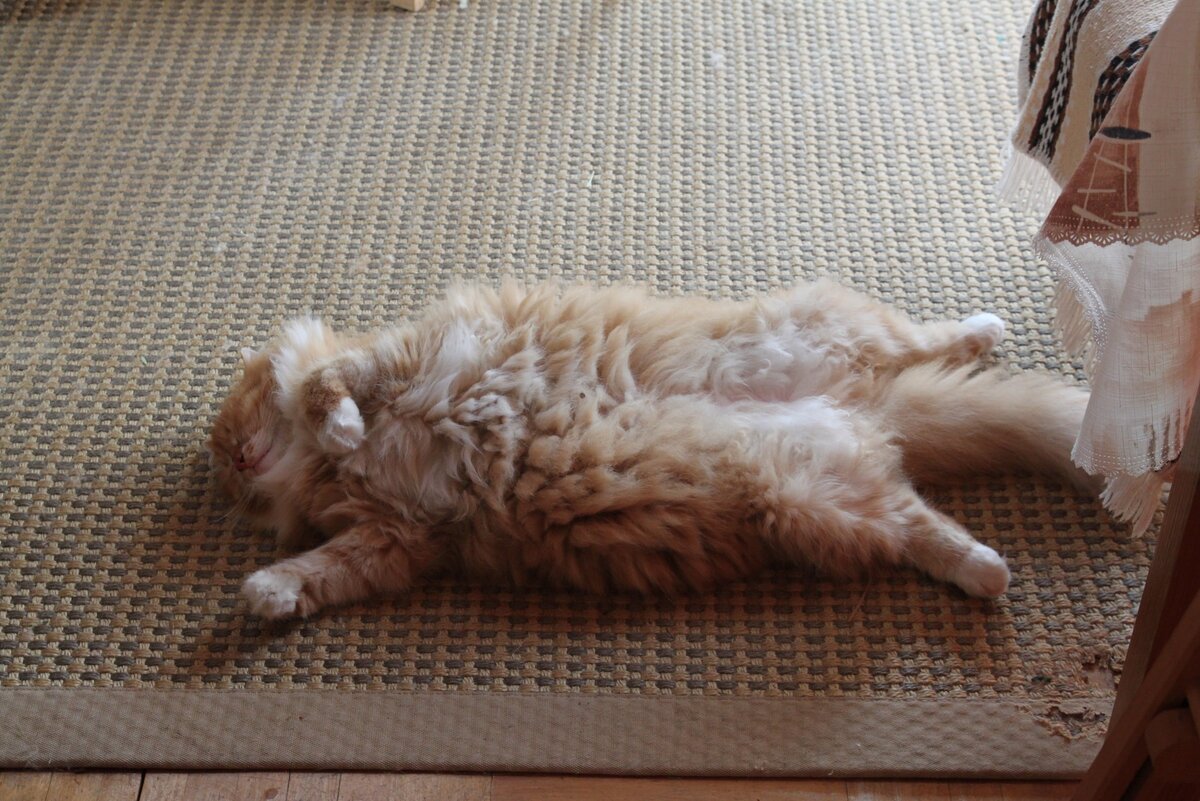 Беша дома валяется, несмотря на жару. Фото автора