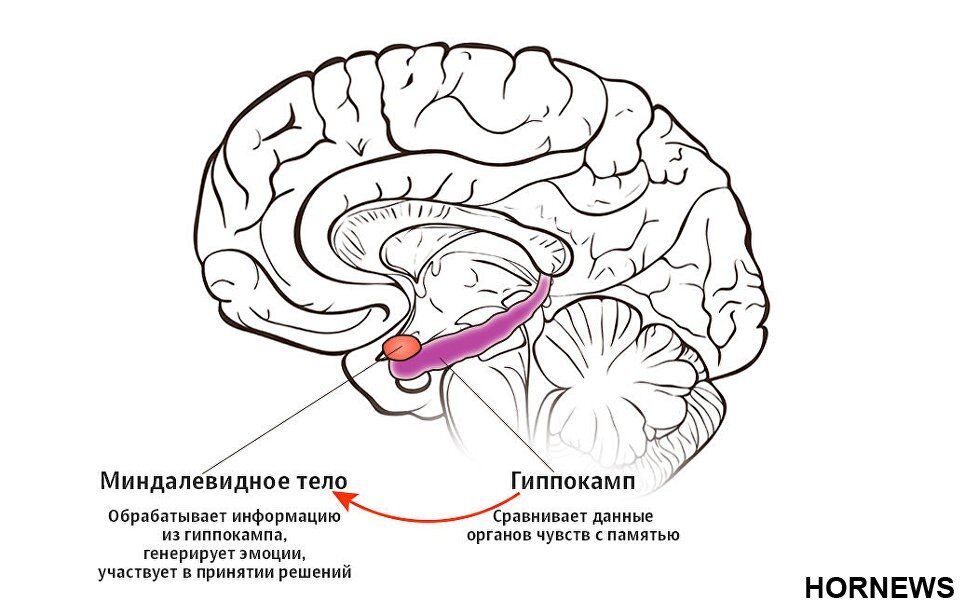 Лимбическая система.