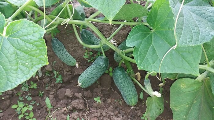 Рассада огурцов лучших сортов Цена: 25 ₽ Сорта: Клавдия, Зозуля, Конни https://y