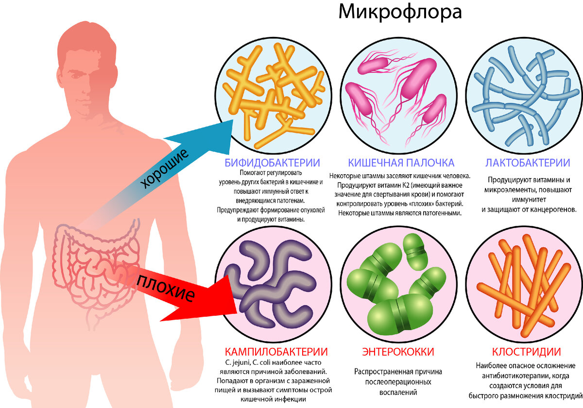 Микрофлора