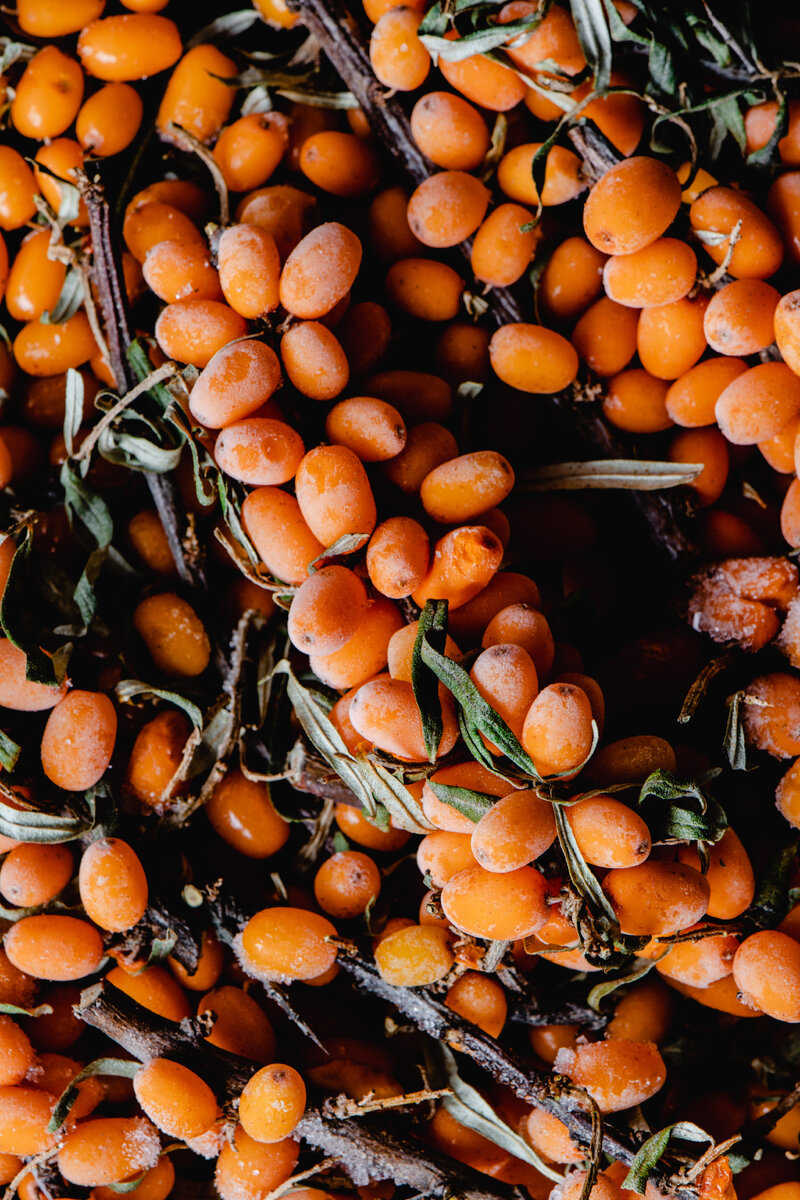 Sea Buckthorn облепиха что это