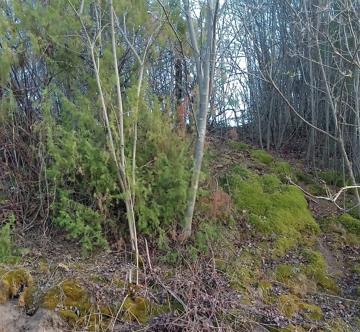                                               На той стороне реки. Фото автора.