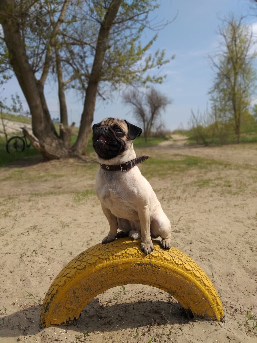 Мопсы - это просто песня)))