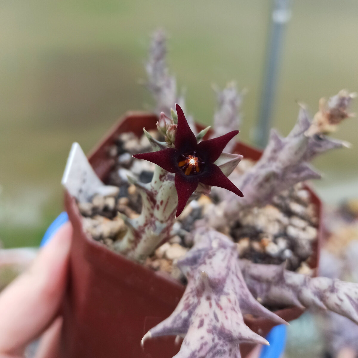 orbea semitubiflora