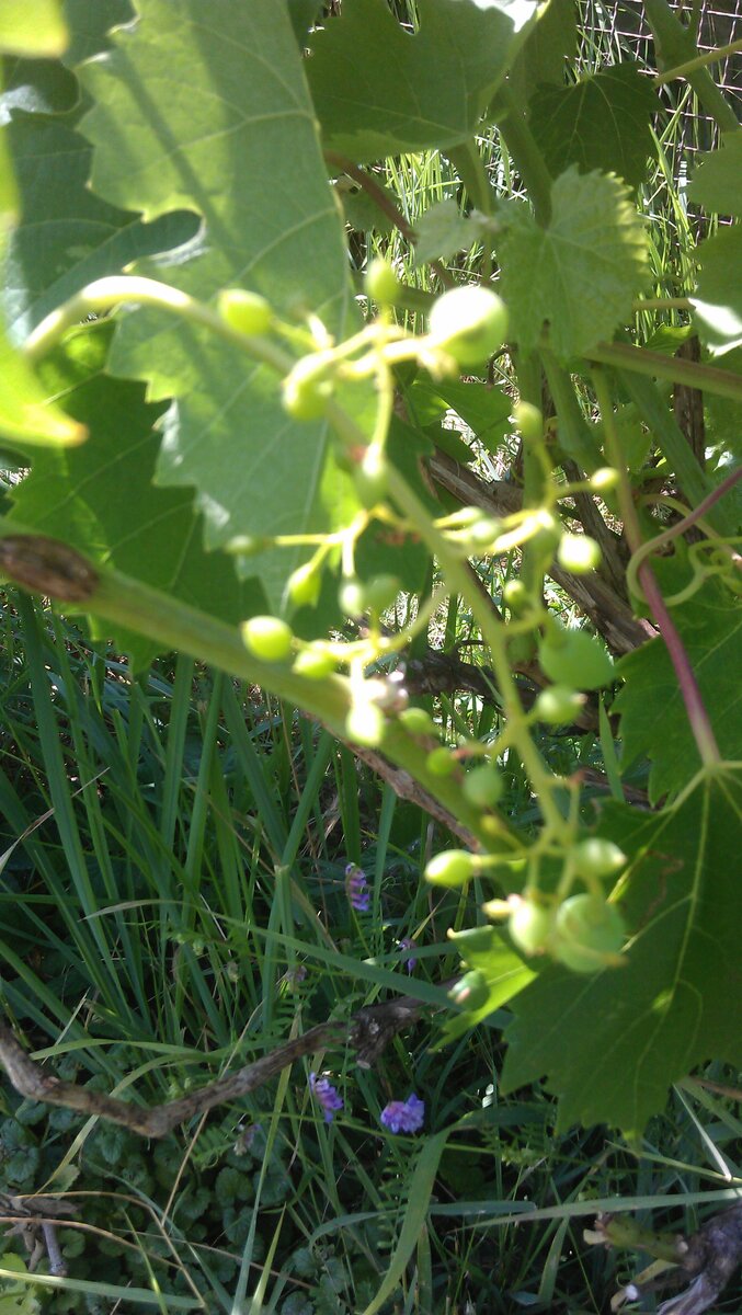 Горошение винограда