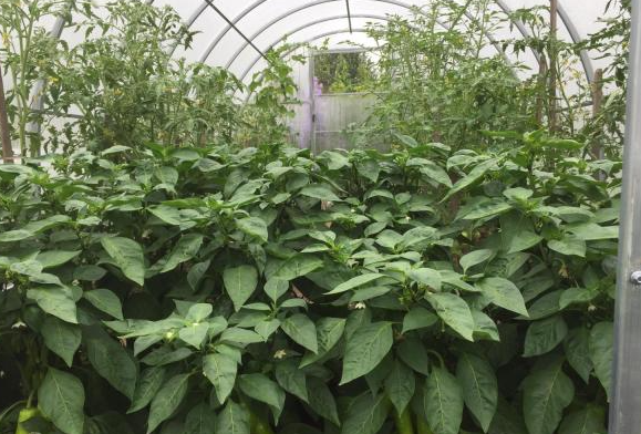 Фото из сайта "otzovik.com"