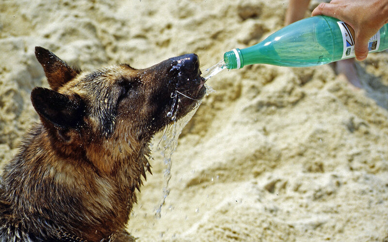 Не забывайте про воду, пожалуйста. Фото Wolfram Klaeger/Pixabay 