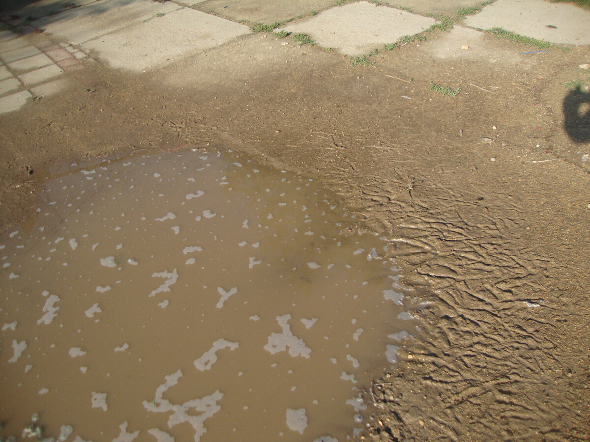 гуси разбежались, а лужа осталась