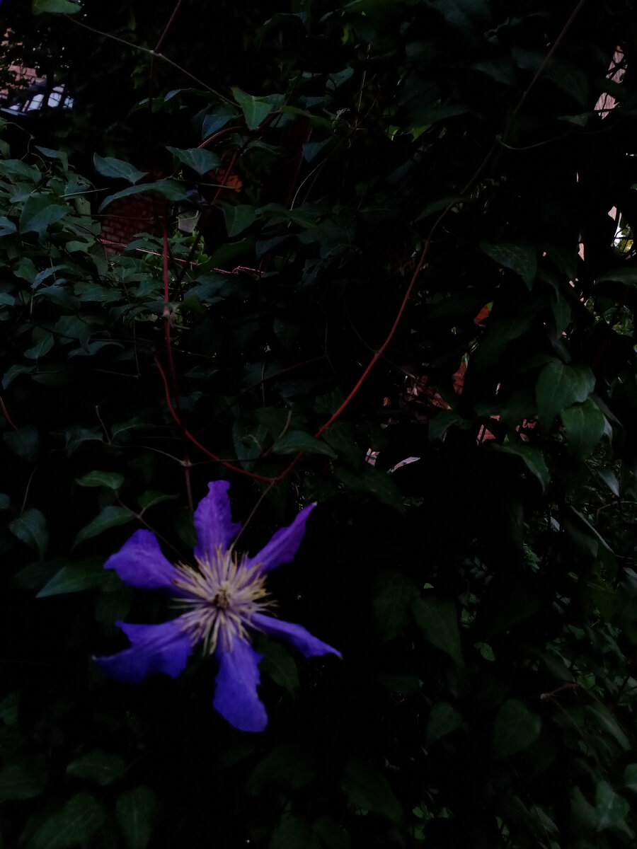 Одинокая утренняя звезда клематиса заменит нам веселые посиделки в сети. Что нам ждать еще в качестве санкций. Фото автора